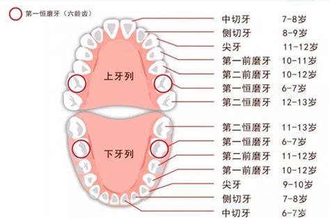 人有多少牙|扫盲来了：健康的成年人有多少颗牙齿呢？